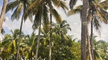 Why Little Big Flavour Kits Are the Best for Gut Health and Immunity