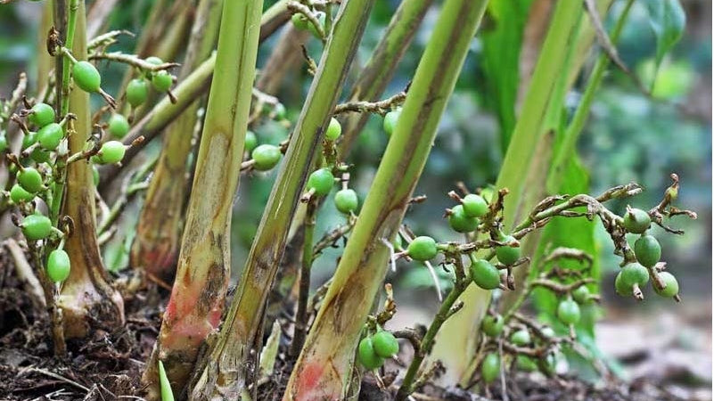 Cardamom: How to Use the Queen of Spices in Sri Lankan Cooking- and a cooling lime juice how to