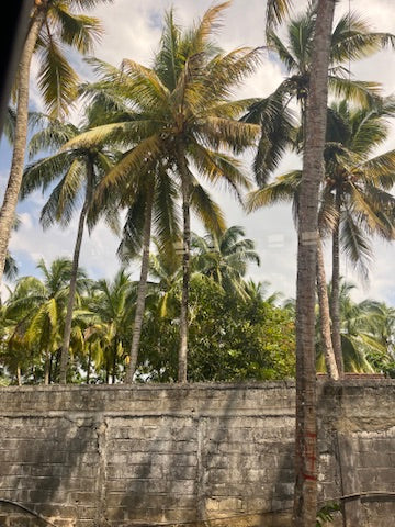 Why Little Big Flavour Kits Are the Best for Gut Health and Immunity