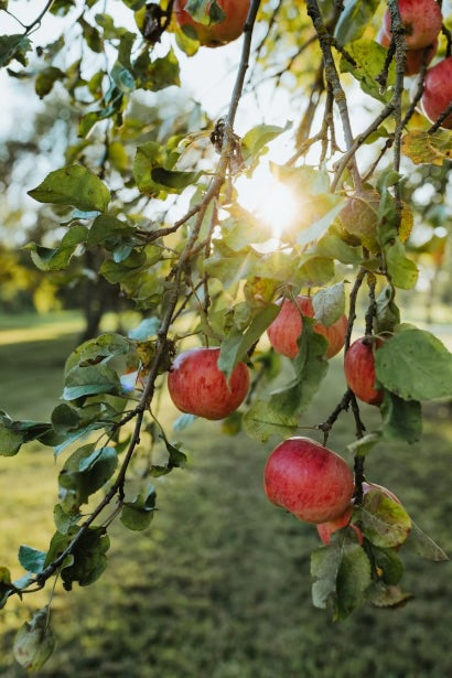 Feed Your Roots: Autumn Comfort with Sri Lankan Flavours